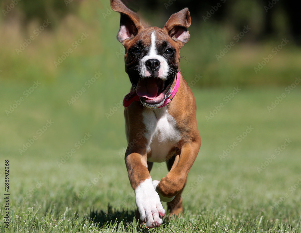 Purebred Boxer puppy dog running in a meadow on a warm sunny summer day.