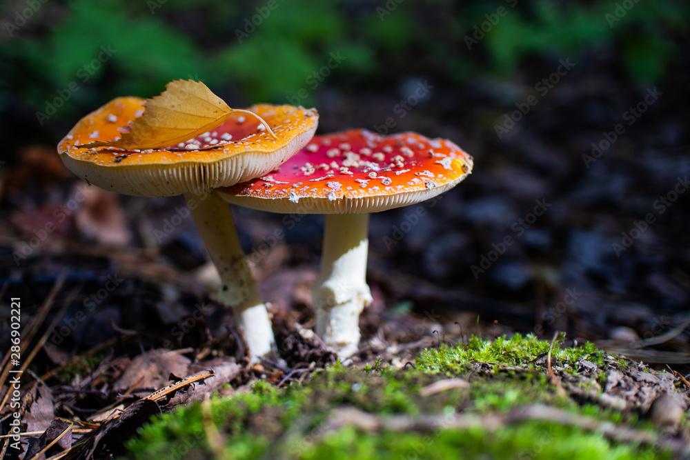 Inedible mushroom Amanita grows in the forest. Autumn nature concept, beautiful mushroom. Cozy bright macro landscape. Soft morning sunlight. Inedible mushroom Amanita grows in the forest. Autumn nature concept, beautiful mushroom. Cozy bright macro landscape. Soft morning sunlight.