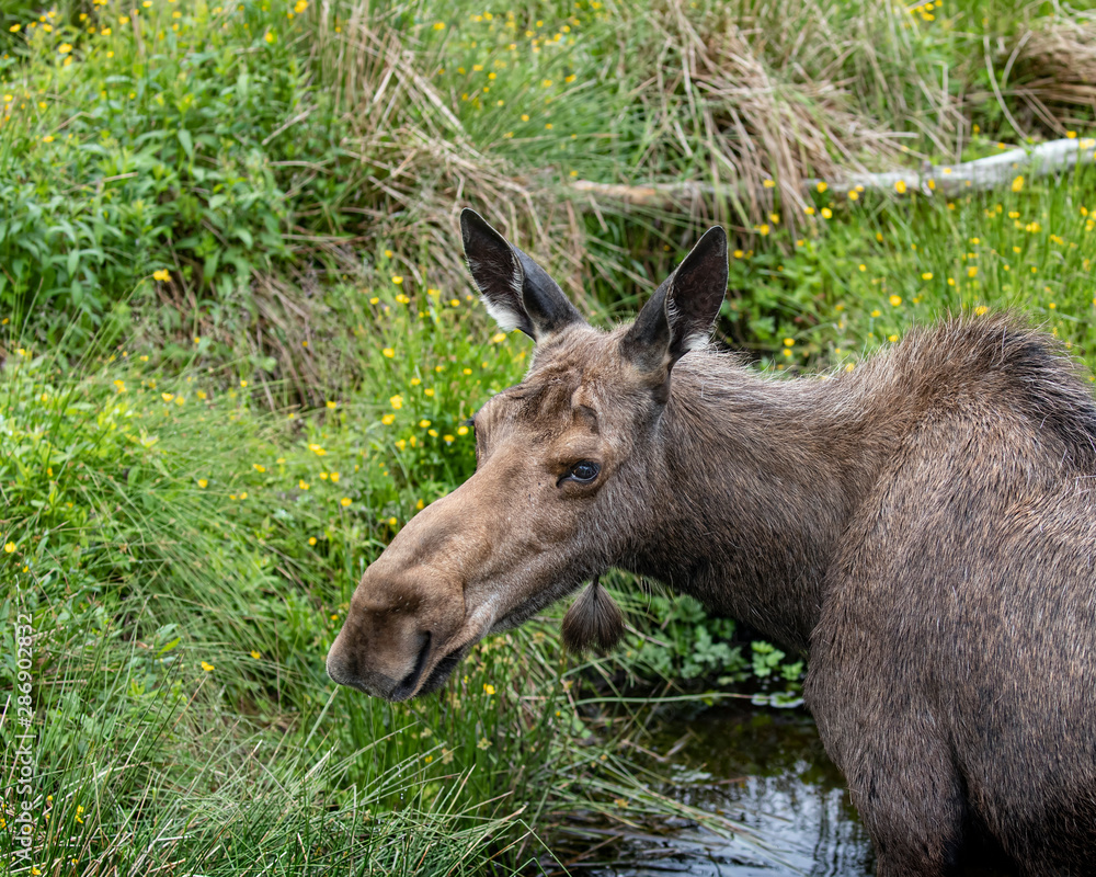 Fototapeta premium Moose