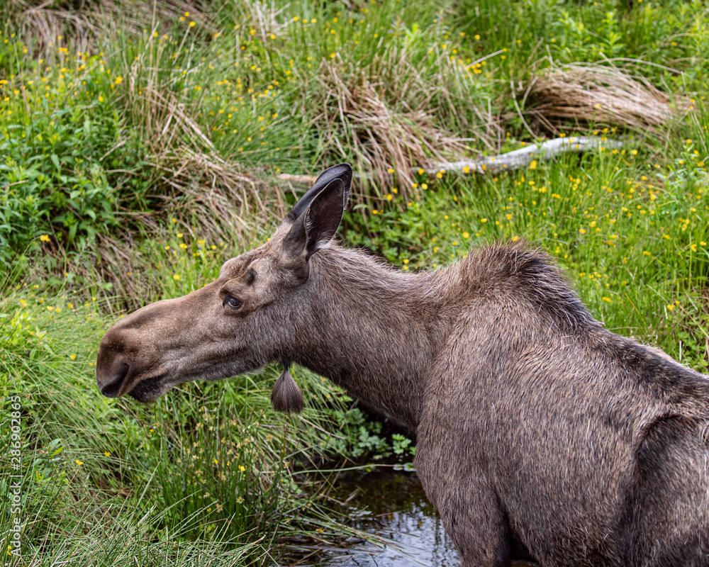 Fototapeta premium Moose