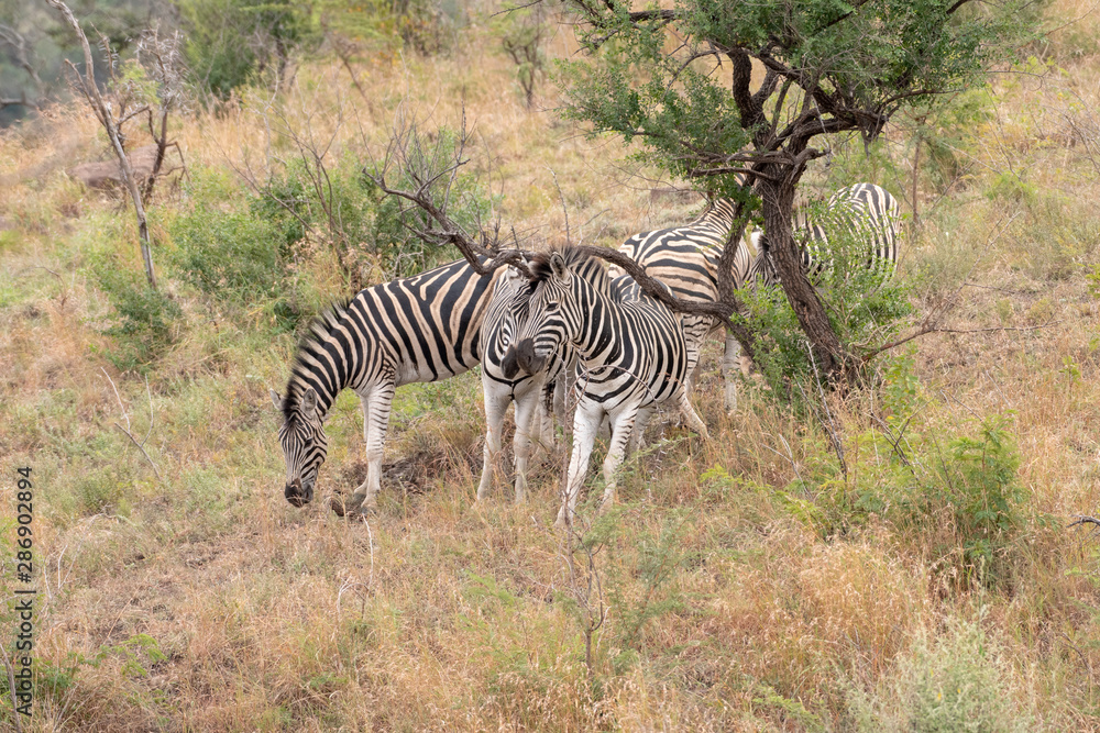 Obraz premium A small herd of zebra in the wild, South Africa.