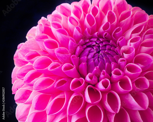Close up of a vivid pink ball dahlia on a dark background.
