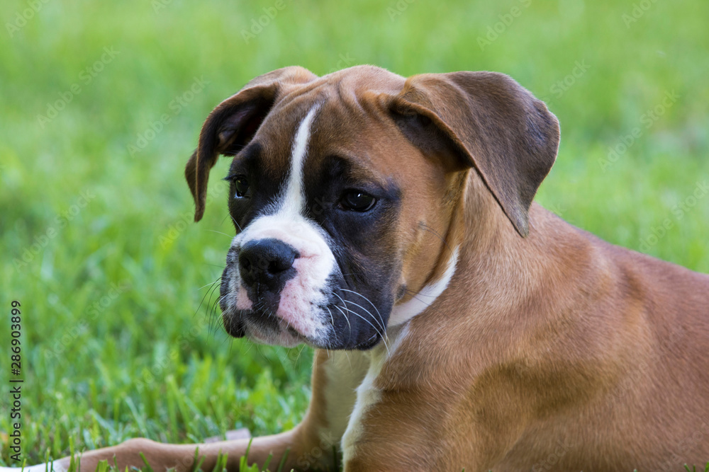 Purebred Boxer puppy dog laying in the grass on a warm sunny summer day.