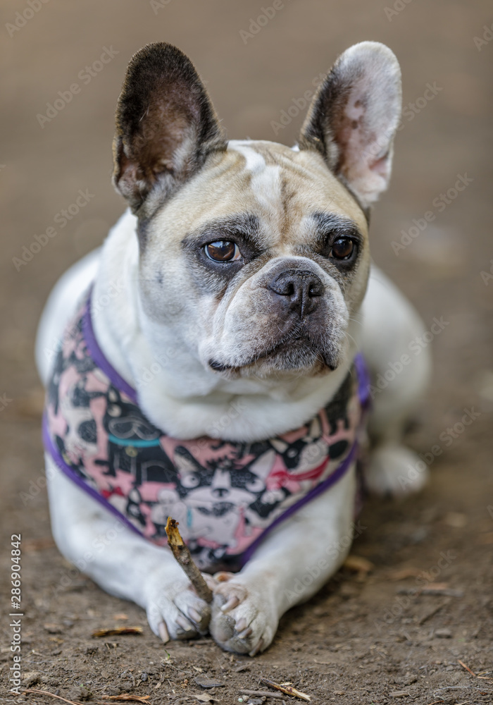 Pied French Bulldog female holding a twig. Off-leash Dog Park in Northern California.