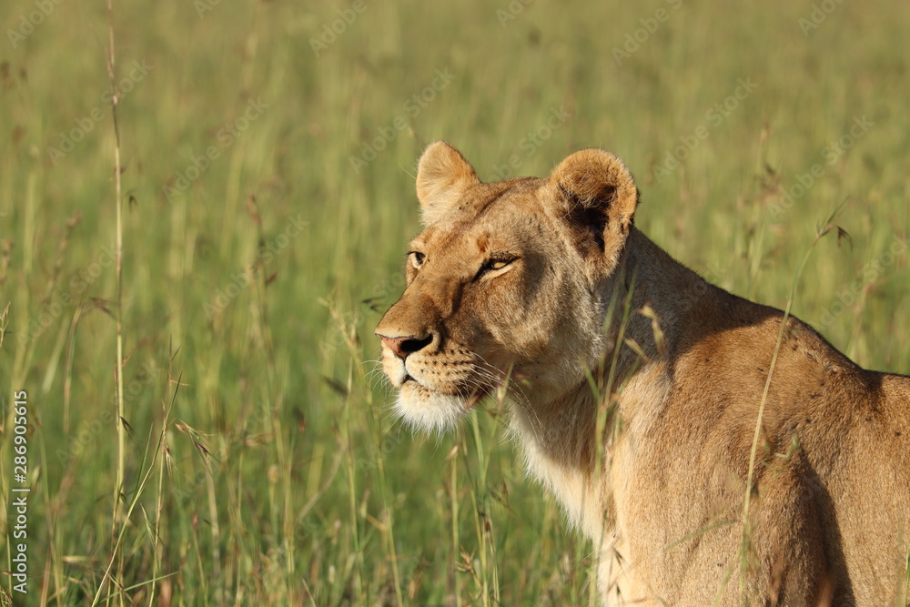 Naklejka premium Lioness face closeup, Masai Mara National Park, Kenya.