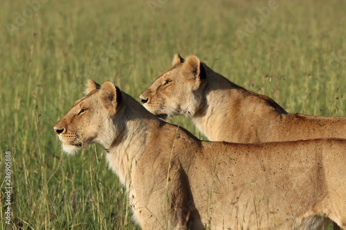 Fototapeta Naklejka Na Ścianę i Meble -  Two lionesses faces, Masai Mara National Park, Kenya.