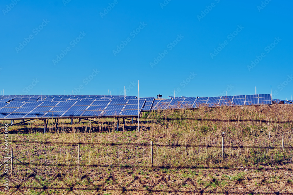 Solar panels through the trees in summer, energy production Solar panels through the trees in summer, energy production