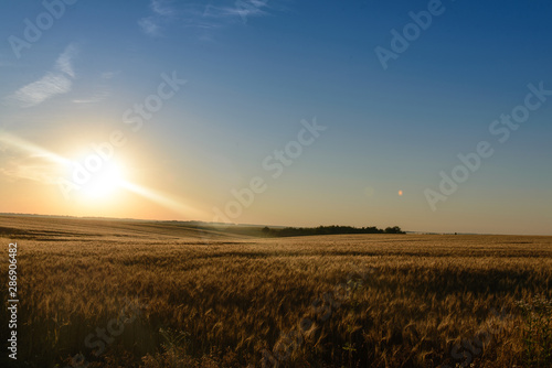 image of a wheat field at sunrise