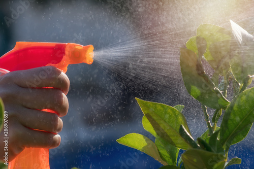 Woman spraying flowers in the garden. Pesticides, insecticide protection.