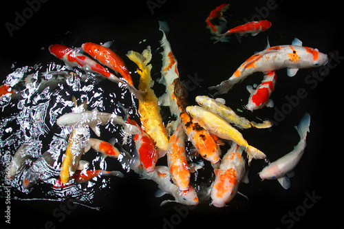 a diverse collection of colors of koi fish in a pond.