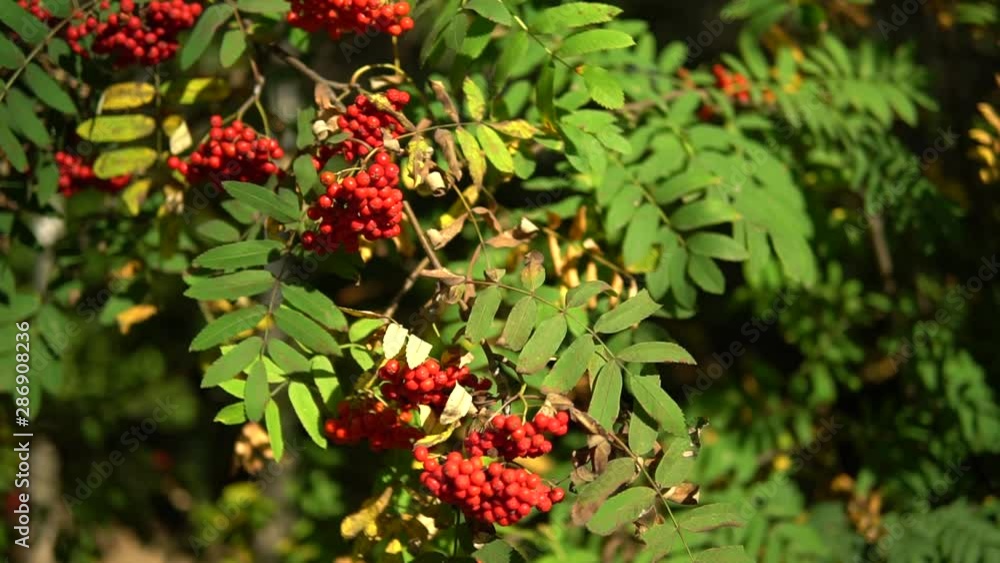 Bunches of Rowan Berries Swaying Wind. Bunches of mountain ash Clear wind, sunny weather, calm macro HD shot Bunches of Rowan Berries Swaying Wind. Bunches of mountain ash Clear wind, sunny weather, calm macro HD shot