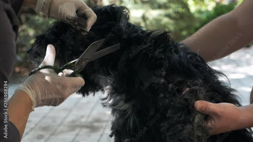 Groomer will make a stylish dog haircut. Caring for a dog Groomer will make a stylish dog haircut. Caring for a dog