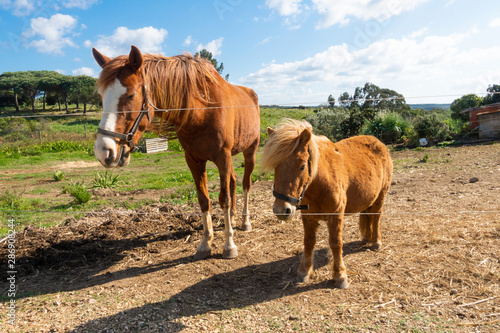 cavallo e pony in una fattoria