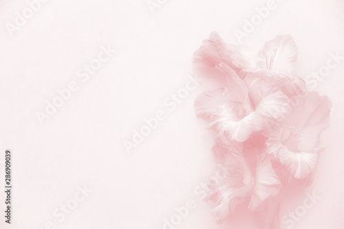 Fototapeta Naklejka Na Ścianę i Meble -  Neutral background created from gladiolus flowers. Background in pink