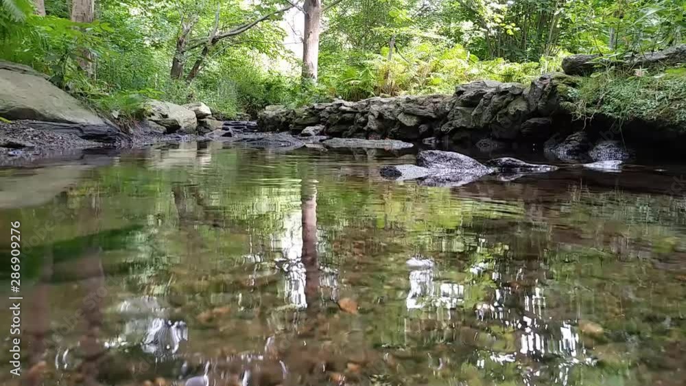 stream in the woods stream in the woods