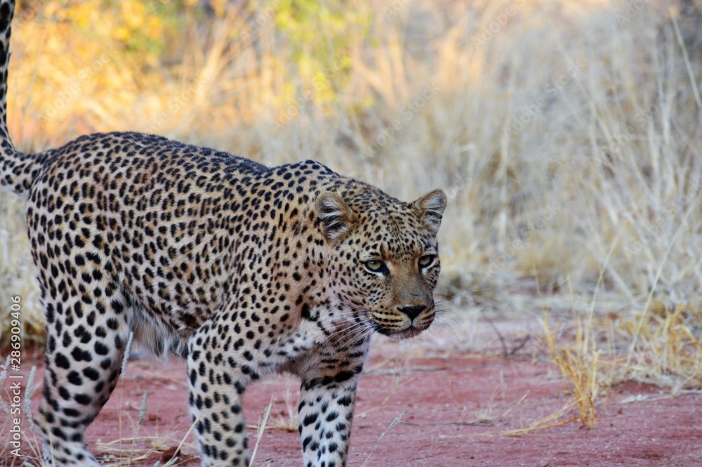 Fototapeta premium Namibia (2019) - Okonjima Natere Reserve