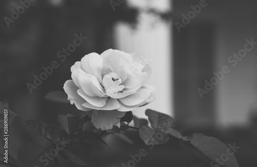 black and white single rose