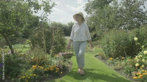 Steady cam view of a senior caucasian woman walking through her garden themes of retirement gardening active senior