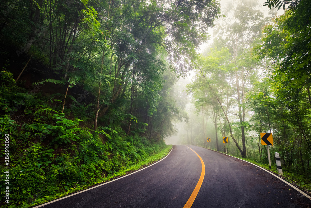 Obraz premium Foggy Road Through the Forest