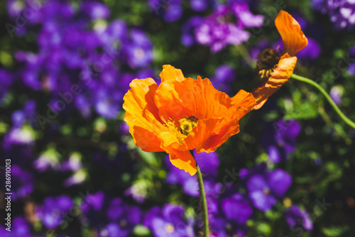 orange poppys against a vibrant purple backgroud