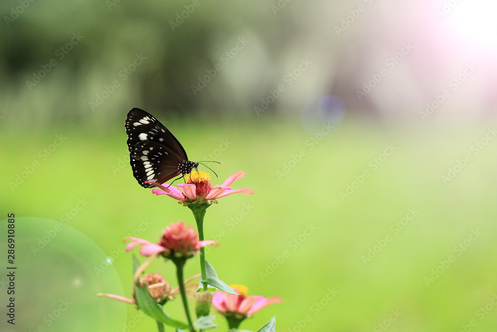 black butterflies perch on the flower buds in the garden black butterflies perch on the flower buds in the garden