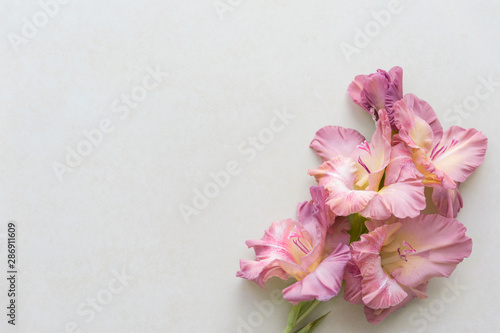 Pink galdiolus on a light background. Greeting card. Happy teacher`s day. Back to school 