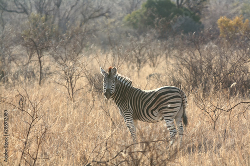 A Zebra  Equus quagga  in the African bush