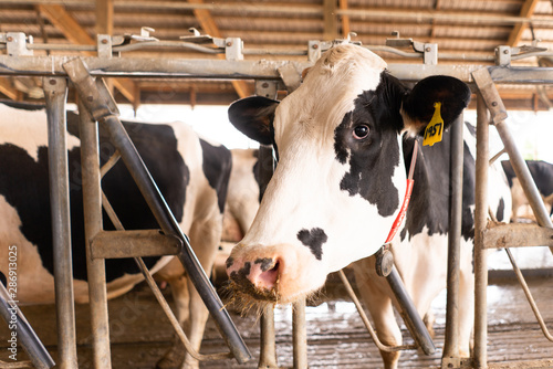 Close up of Cow at Dairy Farm