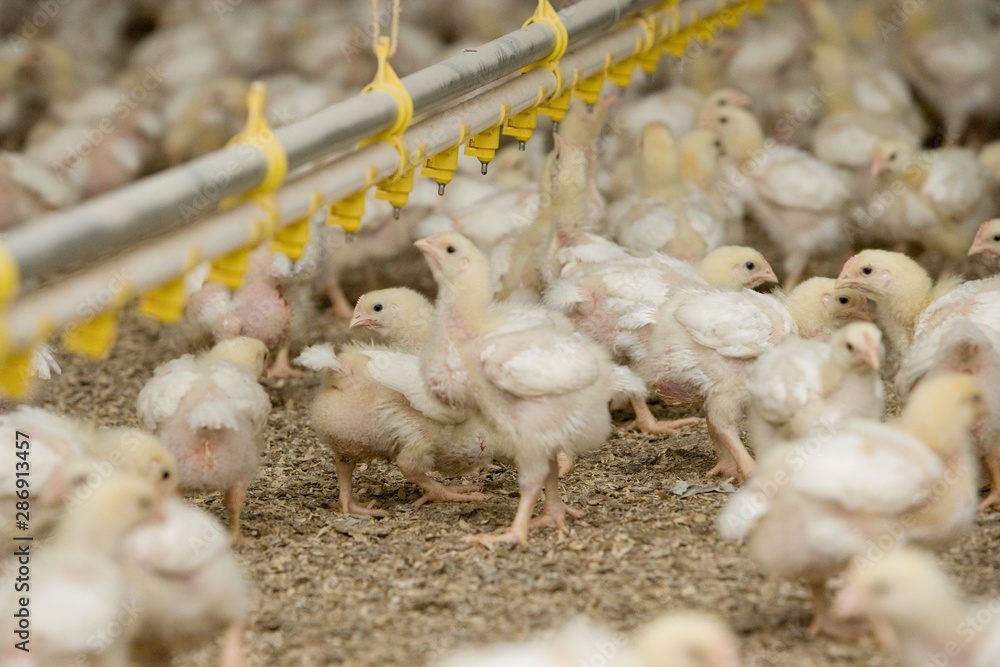 Chicken. Poultry. Chicklets. Chickenbarn. Farming Chicken. Poultry. Chicklets. Chickenbarn. Farming