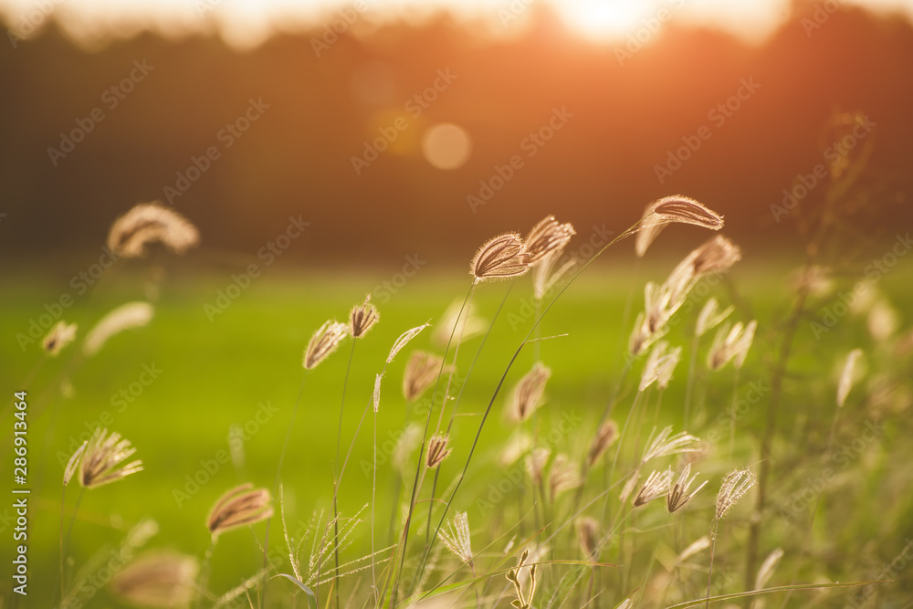 Green grassland with outdoor sun lighting.