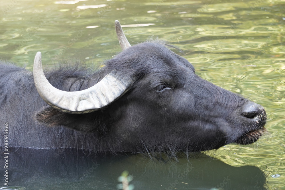 Fototapeta premium Wasserbüffel