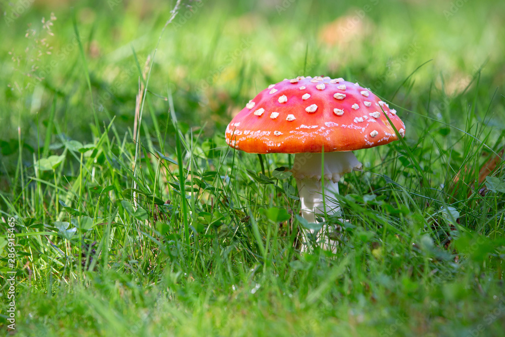 Colorful fly agaric in the green grass. Poisonous mushrooms. Colorful fly agaric in the green grass. Poisonous mushrooms.