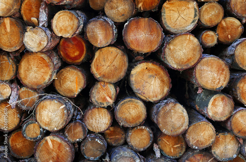 foto di legname di tronchi tagliati
