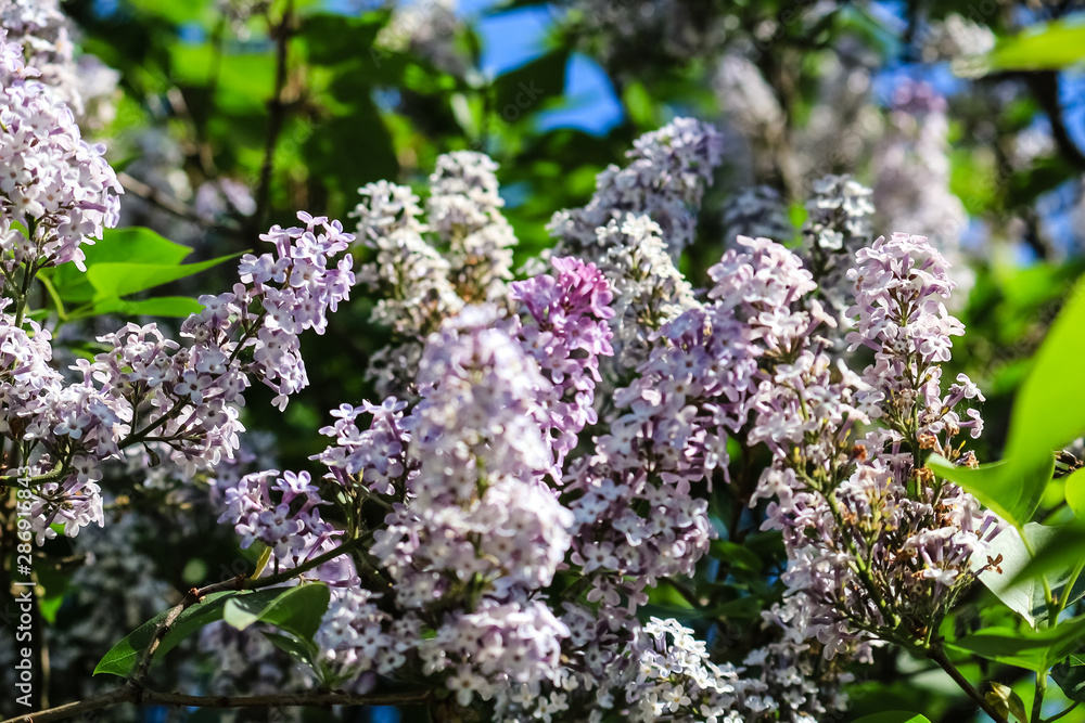 Lilac bush. Blue lilac flower close-up. Lilac bush. Blue lilac flower close-up.