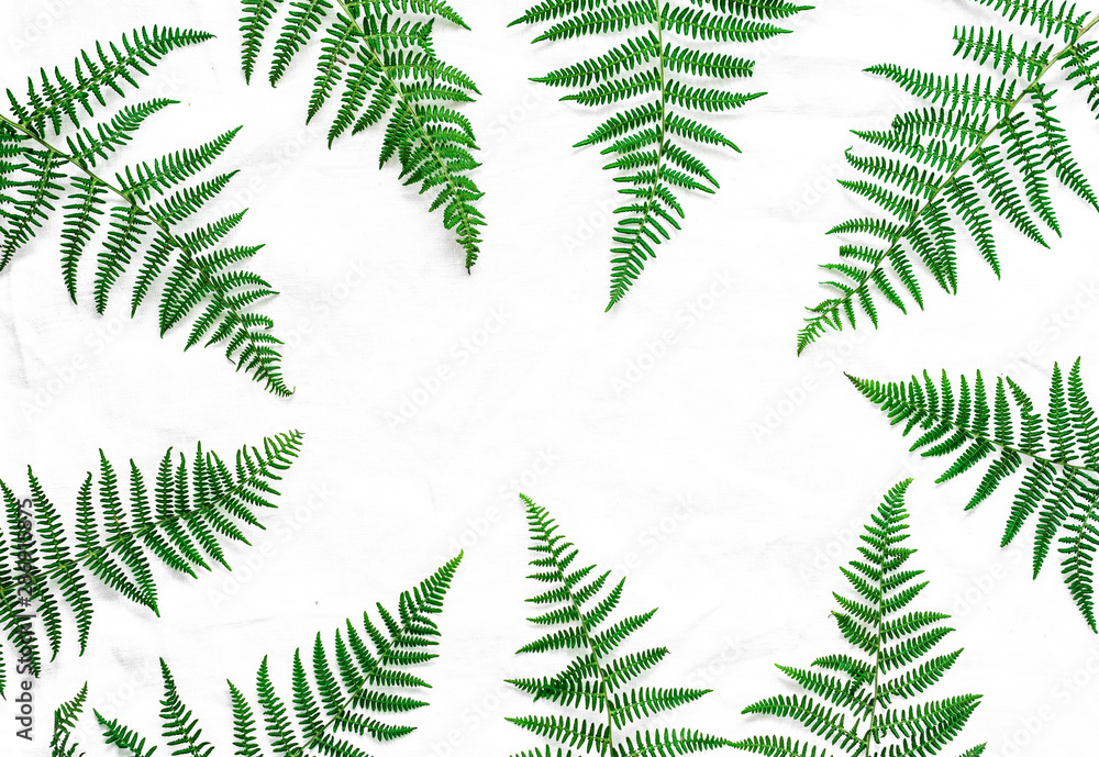 Green fern branches on a light background with free space for text. Natural background