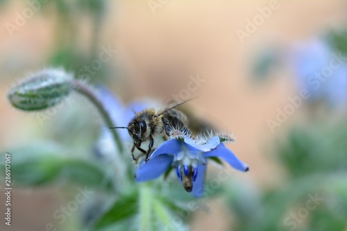 Bee on blue borage flowers in nature © Claudia Evans 