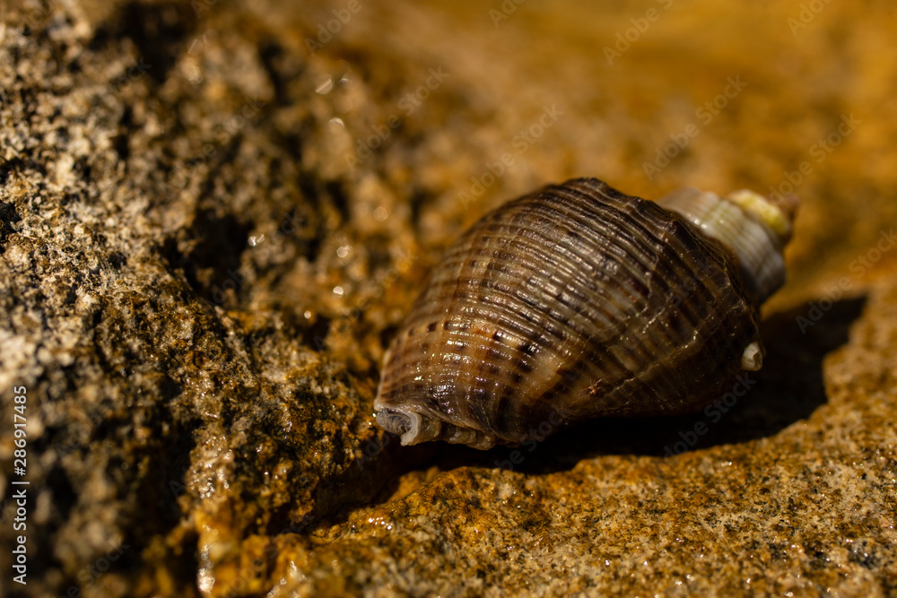 Rapana venosa, common name the veined rapa whelk, a marine gastropod