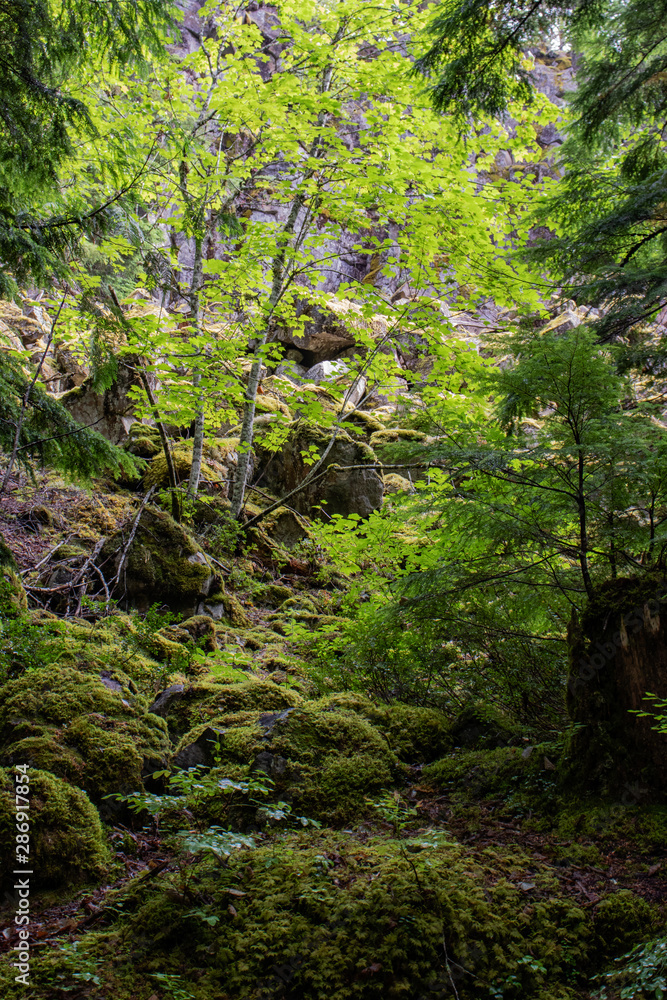 Moss rock near Brandywine falls