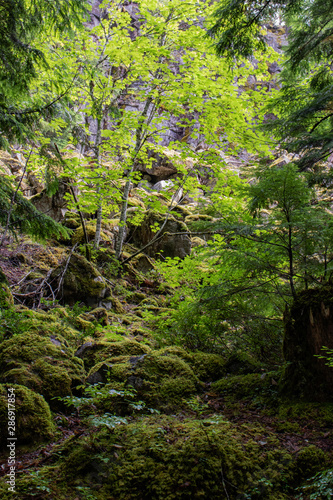 Moss rock near Brandywine falls