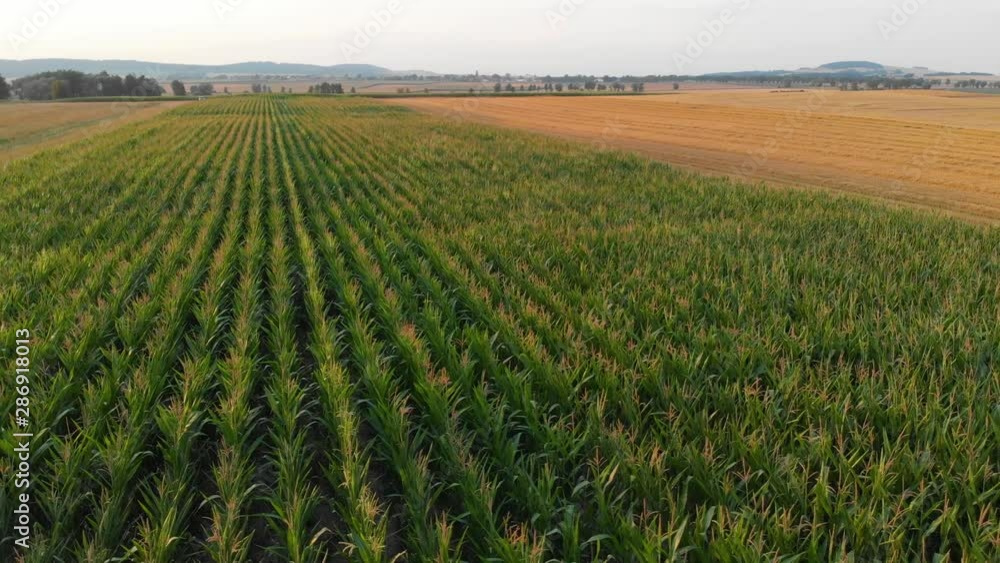 AERIAL PAN Across Cornfields Gently Swaying In The Wind AERIAL PAN Across Cornfields Gently Swaying In The Wind