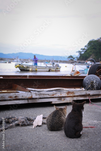 猫島の野良猫たちの生活