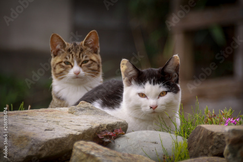 猫島の野良猫たちの生活