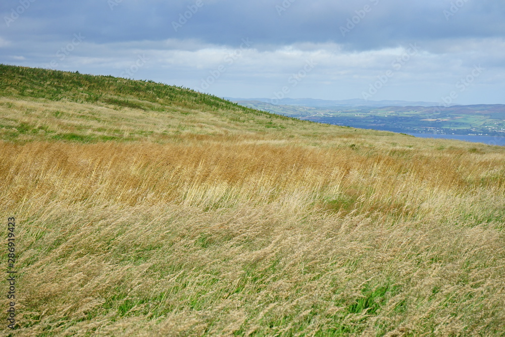Fields of gold at the top of Binevenagh Mountain, Londonderry, Causeway Coastal Route, Northern Ireland