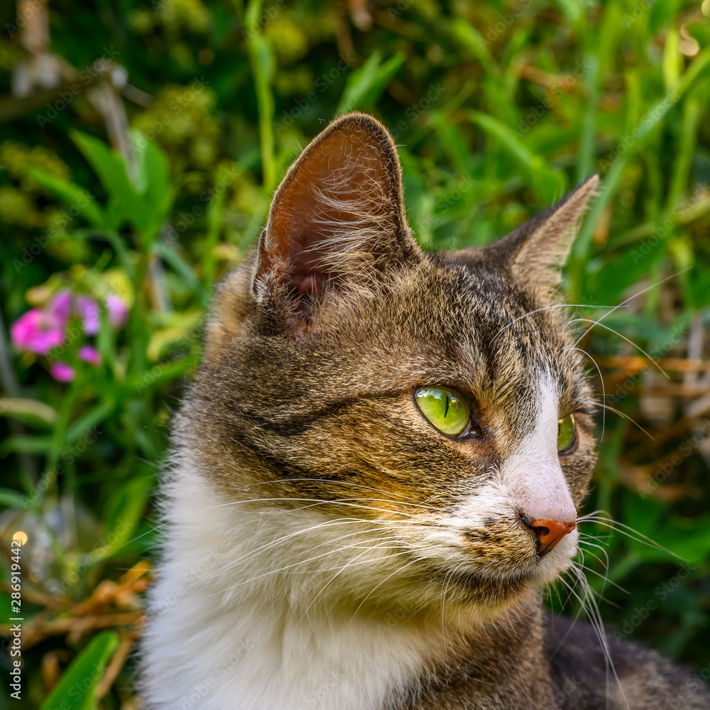 Portrait of a young striped cat relaxing in the garden in sunlight. Portrait of a young striped cat relaxing in the garden in sunlight.