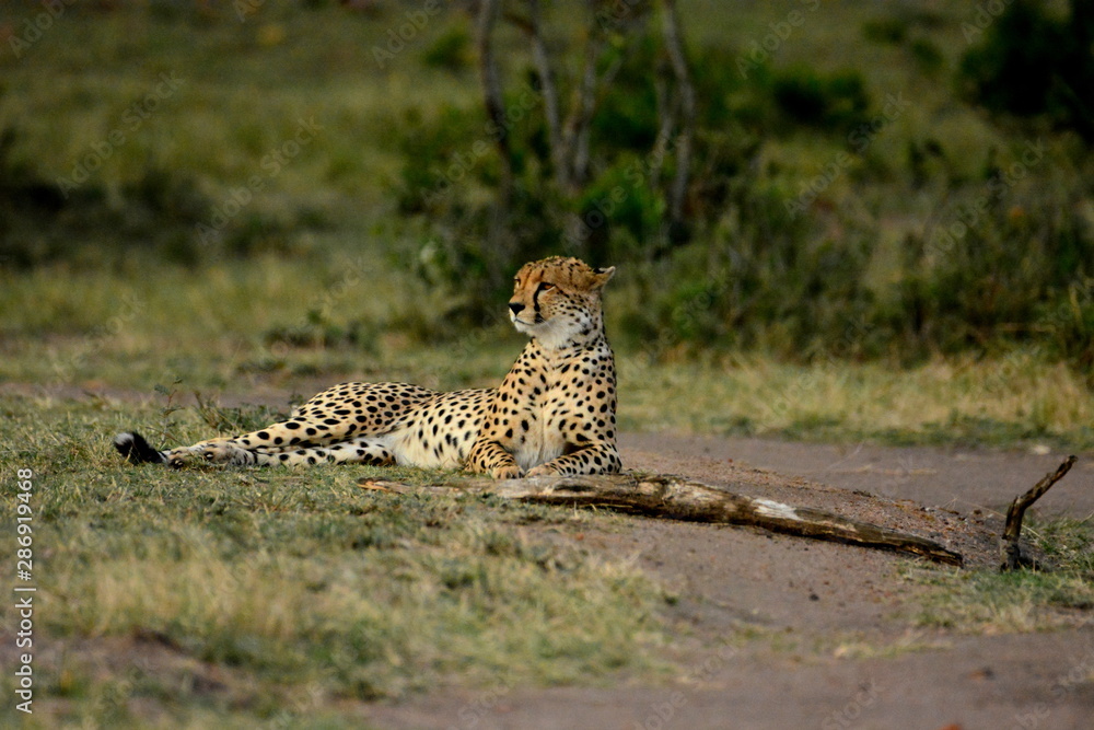 Fototapeta premium Relaxing Cheetah in Masai Mara