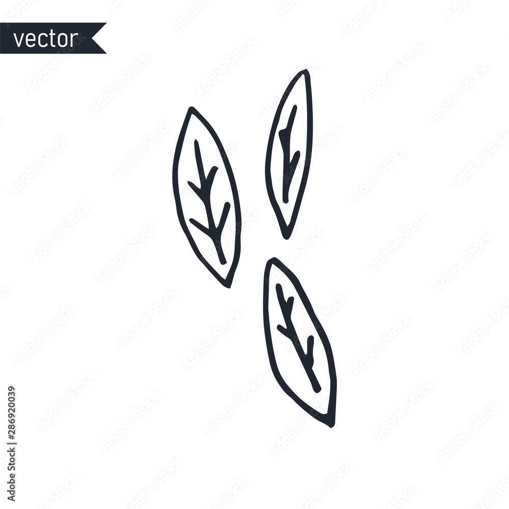 Hand-drawn ink outlines of three leaves isolated on white background, vector illustration. Hand-drawn ink outlines of three leaves isolated on white background, vector illustration.