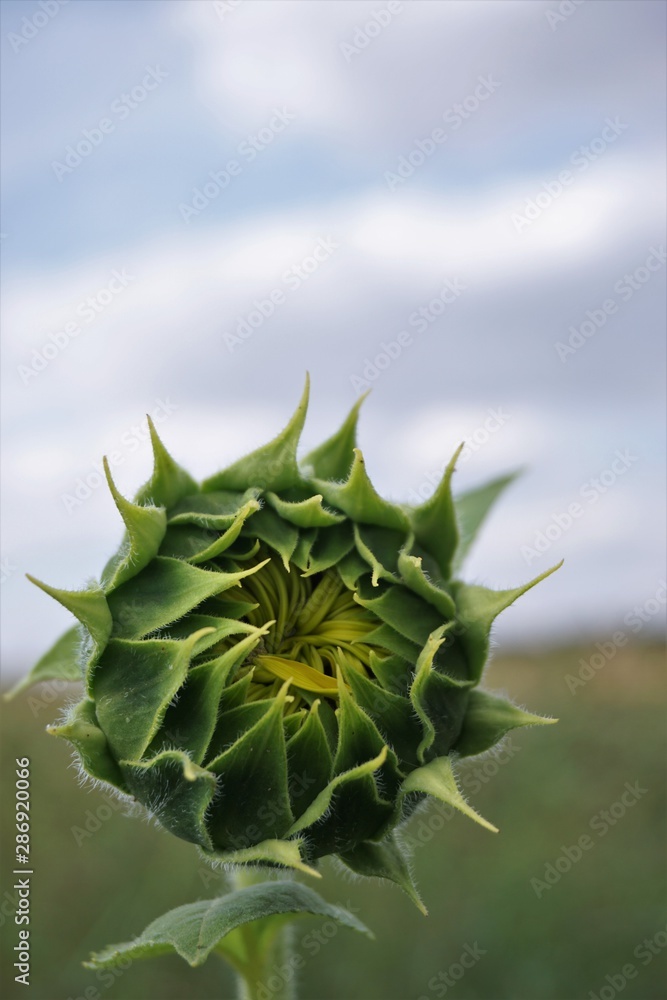 Fototapeta premium Sunflower bud with blurry sky background.