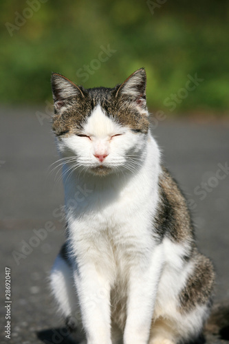 猫島の野良猫たちの生活