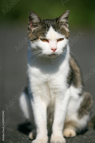 猫島の野良猫たちの生活 © 369 Photography
