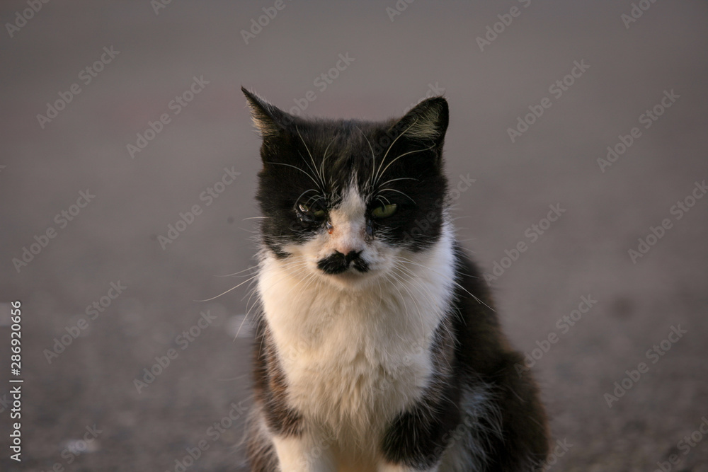 猫島の野良猫たちの生活 猫島の野良猫たちの生活
